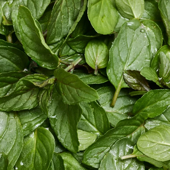 Savon En Barre Dr. Bronner's Pure-Castile Magic Soap, Peppermint Et Huile De Coco Bio, 140 g – Image 6